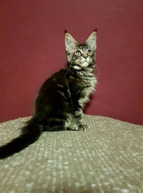 Deposits ($100) may be placed for a specific kitten. Maine Coon Cat For Sale Michigan - Baby Pink Kitten Heels