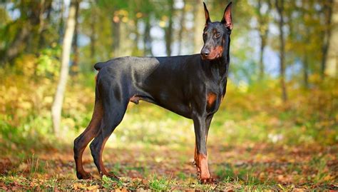 Doberman Pinscher Dog Breed Profile