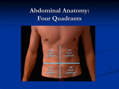 Anatomy Quadrants Abdominal Quadrant Regions Scheme As Stomach