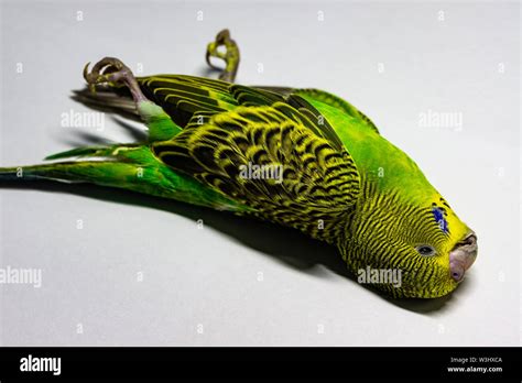 Dying Parakeet Stock Photo Alamy
