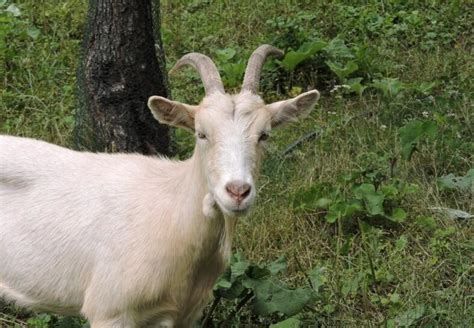 10 Facts About Goats Farm Animals Topics Campaigns And Topics