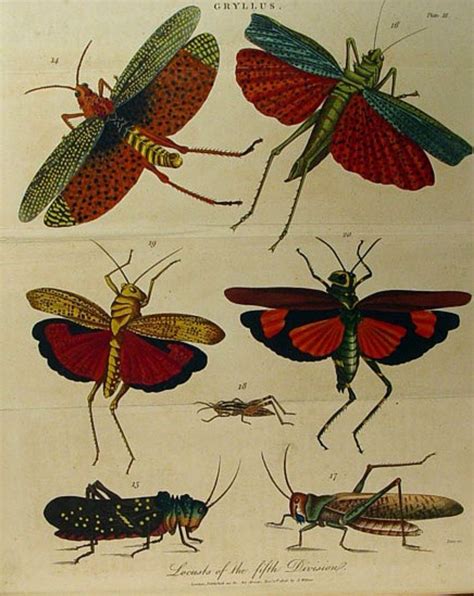 Insect Classification From Systema Naturae Carl Linnaeuss