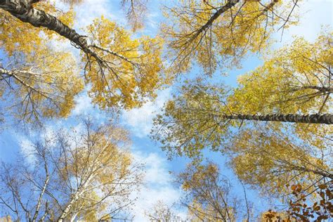 Autumn Sky Stock Image Image Of Gold Branch Foliage 50252803