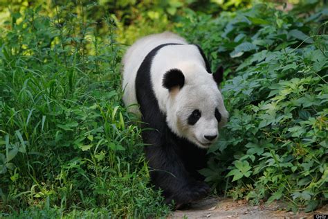 White Wolf Frances Beauval Zoo To Recycle Panda Poop Turn Animal