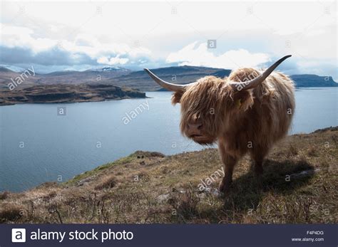 Scottish Cattle Scotland Isle Of Mull Stock Photo Alamy