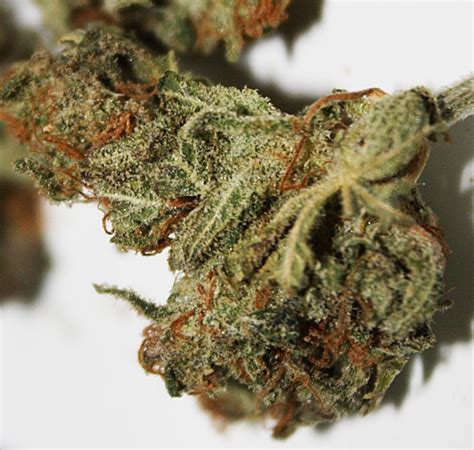 Berry White Strain Review