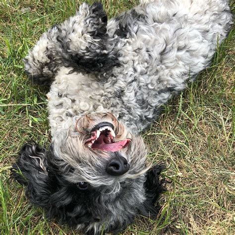 Check spelling or type a new query. Upside down smiles : dogpictures