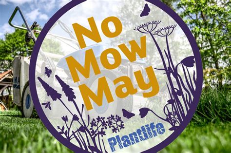 Dare You Join In With No Mow May Busy Gardening