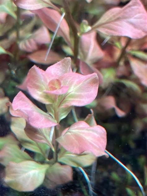 Ludwigia Ovalis Pink Rare 5 Stems Extra Submerged Etsy