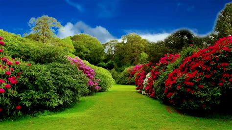 Flower Garden Background Hd