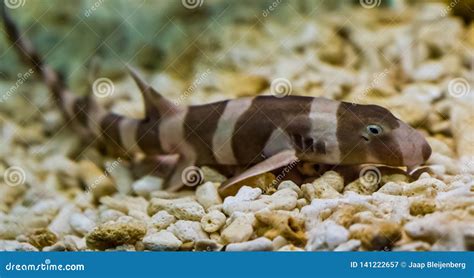 Juvenile Brown Banded Bamboo Shark Laying On The Bottom Popular Fish