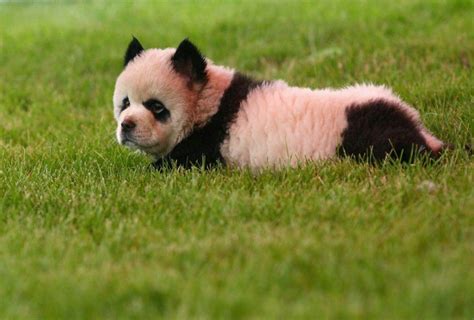 Panda Dogs Chinas Newest Adorable Fashion Craze Photos Ibtimes