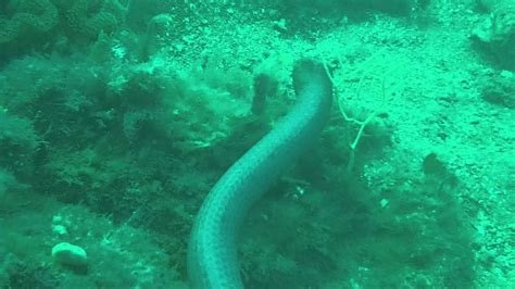 Sea Snake Youtube