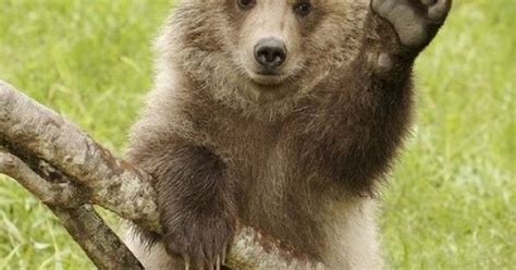 Grizzly Cub Waving Hello Animalia Pinterest Best Baby Animals And