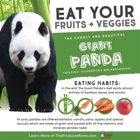 Eat Like A Giant Panda Apple And Bamboo Stir Fry The Produce Moms