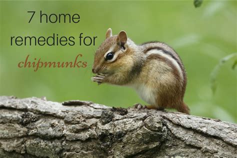 Home Remedies For Chipmunks Get Rid Of Chipmunks Chipmunks Home