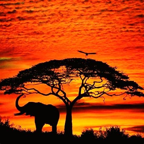Amazing  African Sunset