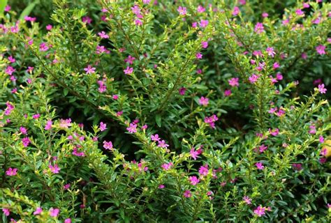 Mexican Heather Cuphea Hyssopifolia Care And Growing Guide