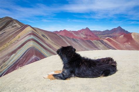 Rainbow Mountain Peru Vinicunca Rainbow Mountain Peru Dog Rainbow