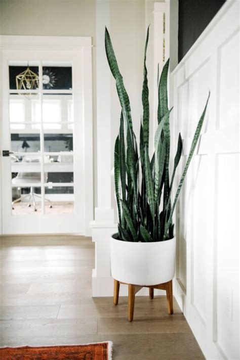 Hard To Kill Snake Plant Is Perfect For Lazy People