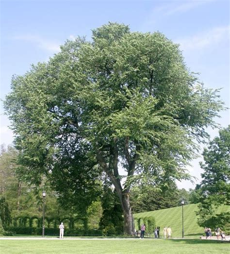 The Fall From Dutch Elm Disease And Rise Of The American Elm An Ohio