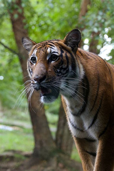 Beauty Of The Tiger Smithsonian Photo Contest Smithsonian Magazine