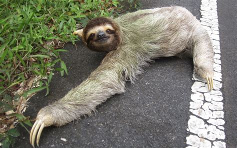 Sloth Backgrounds Hd Wallpaperwiki