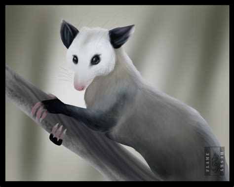 Virginia Opossum By Husgryph On Deviantart