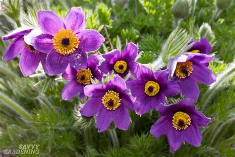 When planning your perennial garden, keep in mind the fact that some of these plants could be around for many years to come. Purple Perennial Flowers: 24 Brilliant Choices for Gardens