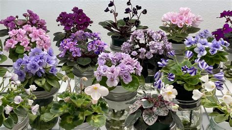 African Violets Blooming In June 2023 Part 2 Miniatures