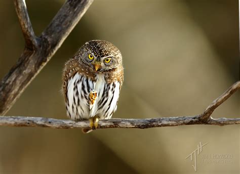 Pygmy Owls In The Park Winter 2015 Bird Canada