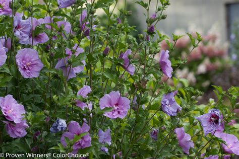 Lavender Chiffon® Hibiscus Syriacus Proven Winners