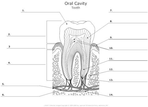Teeth And Gums Diagram Quizlet