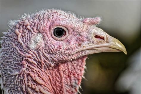 Youll Never Eat Turkeys Again After Reading This