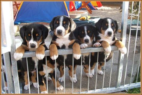 Entlebucher Sennenhunde Chien