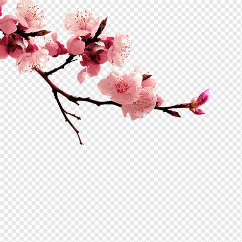 Porzellan Pflaumenblume Adobe Illustrator Künstliche Blume