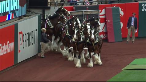 Budweiser Clydesdales Circle The Field At Busch Stadium Youtube