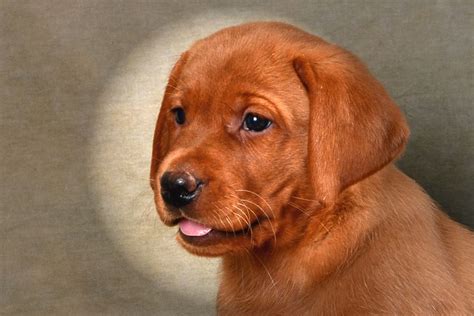 For more information about our fox red labs feel free to call us. Fox Red Lab Puppies For Sale Price | Top Dog Information