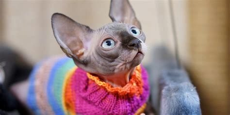 Canadian Sphynx Is A Hairless Cat With Abysmal Eyes Sphynx Cats And