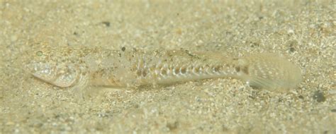 Eastern Longfin Goby From Sydney Nsw Australia On March 31 2023 At 12