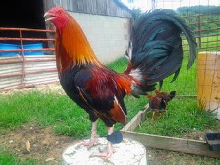 Ayam bangkok memang sudah terkenal dengan keunggulannya. Ciri-ciri Ayam Aduan Filipina yang Asli - Pakar Budidaya