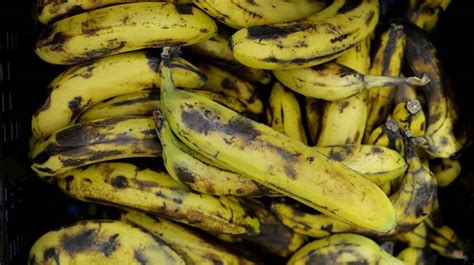 Scientists Are Working To Stop Tropical Disease Putting Bananas On The
