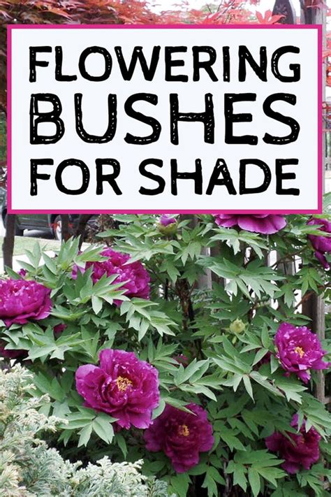 These pretty shrubs open flowers in a host of hues, including gold, pink, orange and white. Shade Loving Shrubs: 15 Beautiful Bushes To Plant Under ...