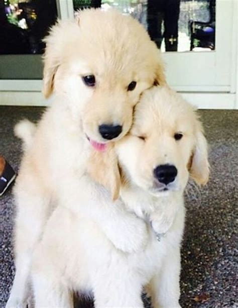 Hidden Camera Puppy Hugs