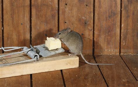 The Most Humane And Best Mouse Trap For Every Gardener