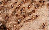 Pictures of Arizona Termite And Pest Control