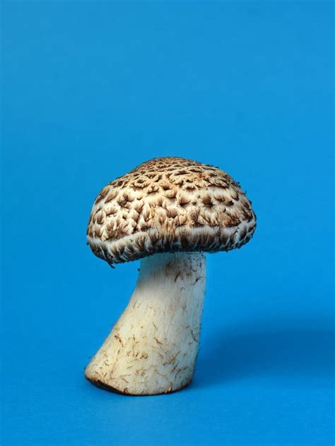 Single Mushroom Stock Images Download 8822 Royalty Free Photos