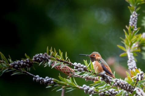 Animals Birds Forest Plants Hummingbirds Wallpapers Hd Desktop