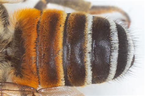 Megachile Lanata Leafcutter Woolly Wall Bee Megachile Lanata