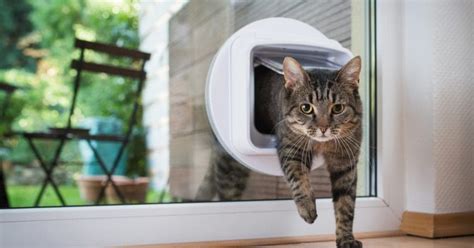 7 Outdoor Cat Containment Ideas That You Can Buy Or Make Catvills